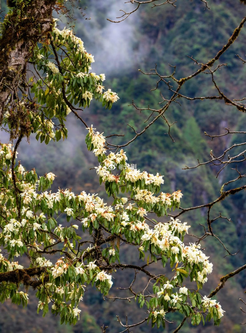 高山杜鹃生长近20年才开花 墨脱，高山杜鹃的终极秘境。唯有这里的原始生态，能养育