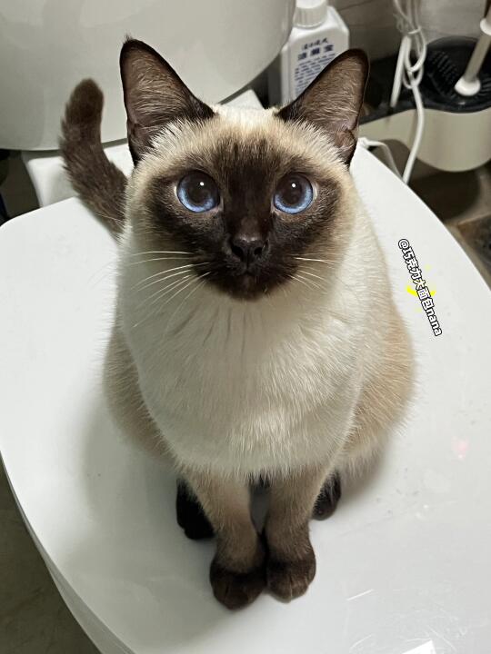凸嘴猫猫