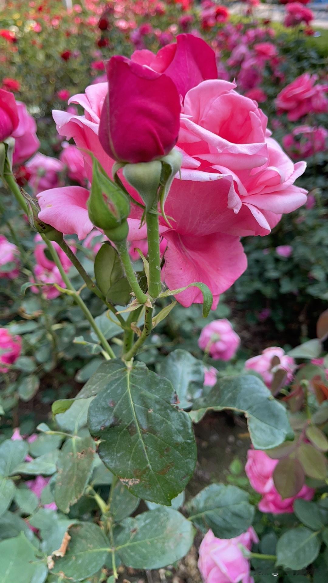 昨天的欢乐二打一节目，那个仇瑞林三连胜，是最近很少看到的，都是两连胜……
仇先生