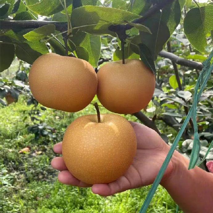秋天神仙梨🍐秋水梨爆汁清甜美味攻略！
秋天的温柔味道！被秋水梨狠狠拿捏住了✨不