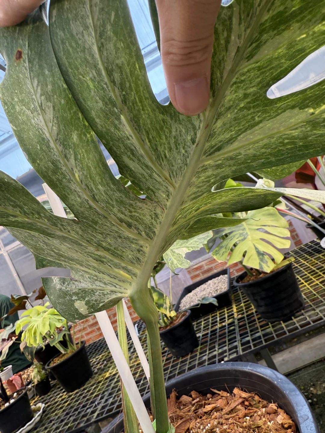 snow face雪脸龟背竹