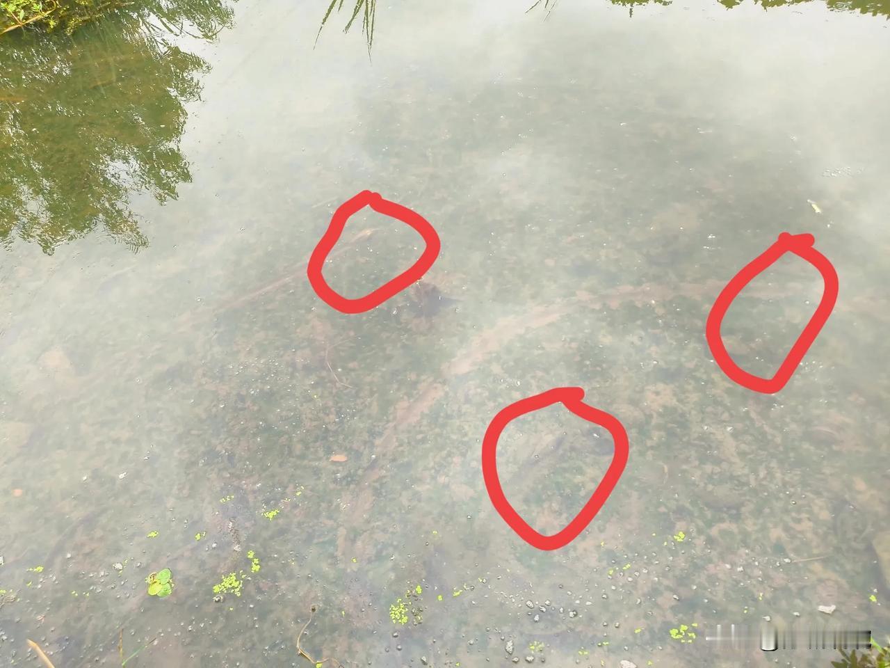 太有意思了。

近期因为下雨，水务部门提前将水排入了长江，以免积水。

因此得以