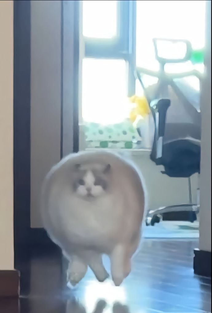 猫咪：日常羡慕手艺人