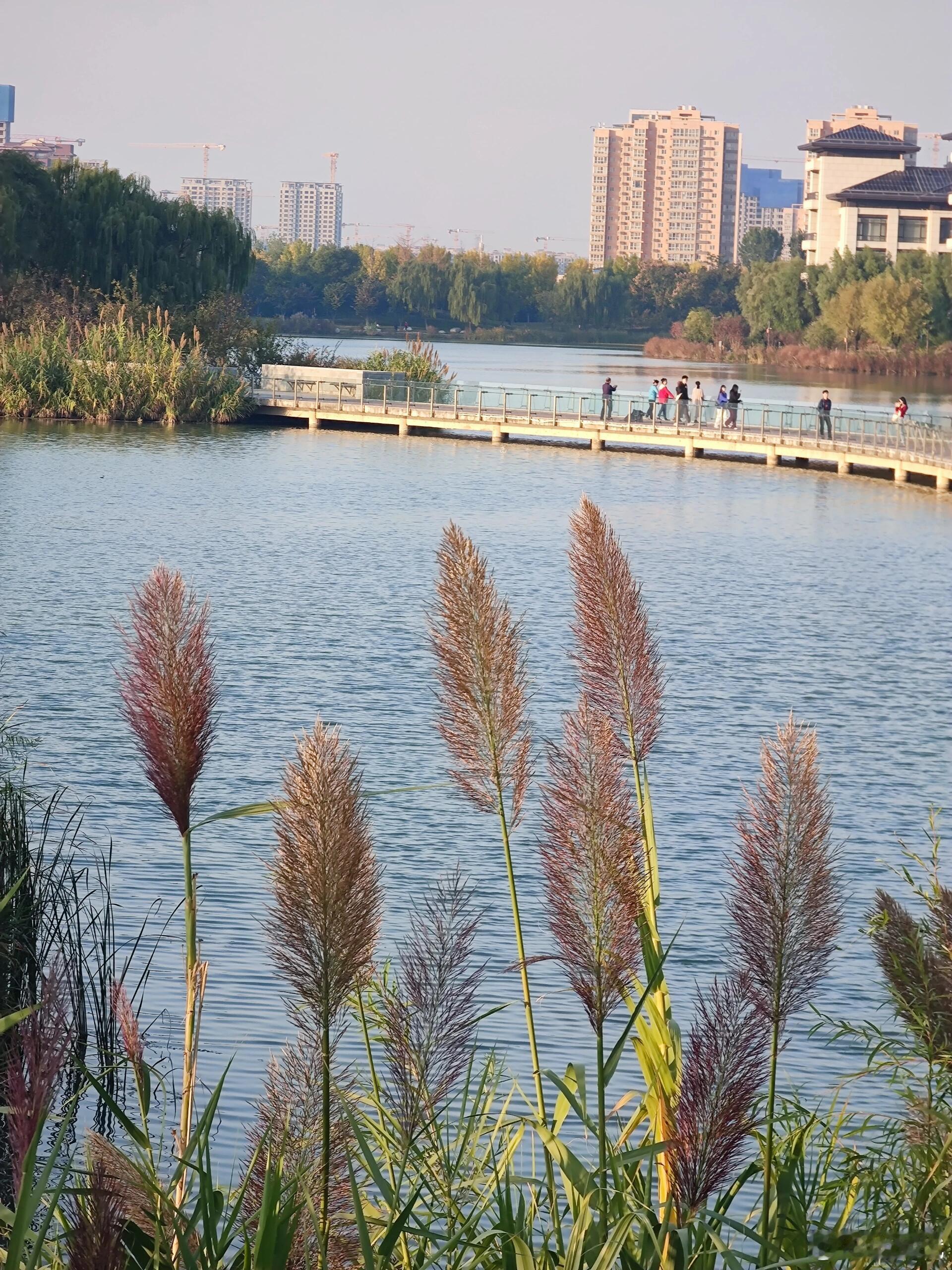 年度旅行记忆  人文景观  西安浐灞骑行路线，美到失语！🌞 最近冬天的西安，每