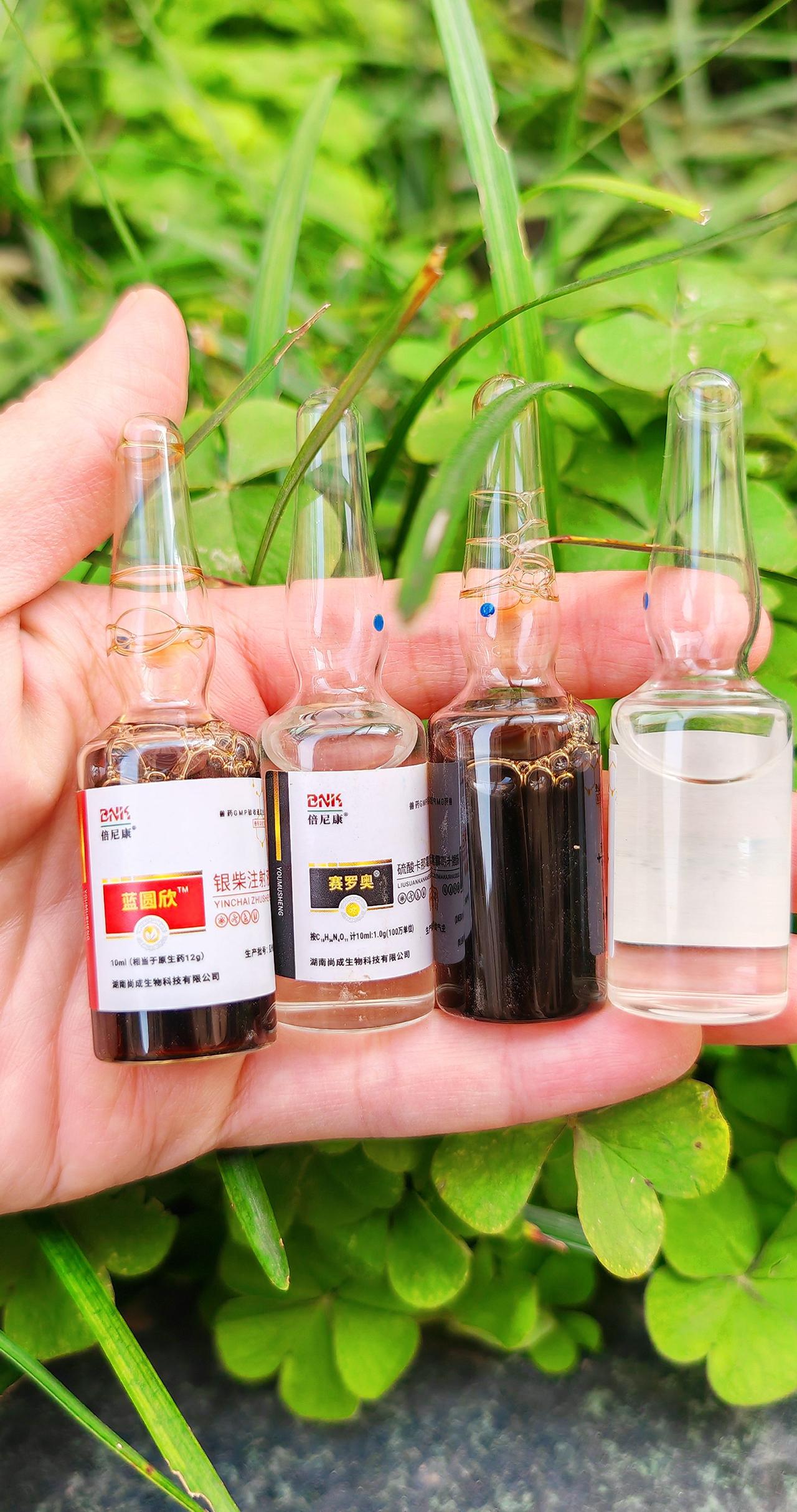 养牛羊 农村养羊