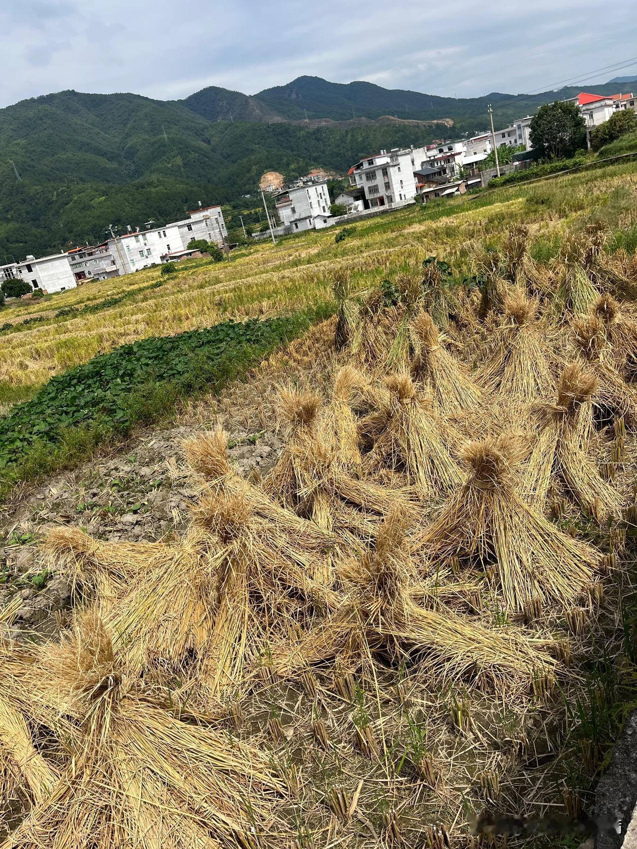小时候老家割稻子，稻谷打完都要把稻草绑成这种。
但是我手工活常常做不好，手笨。我