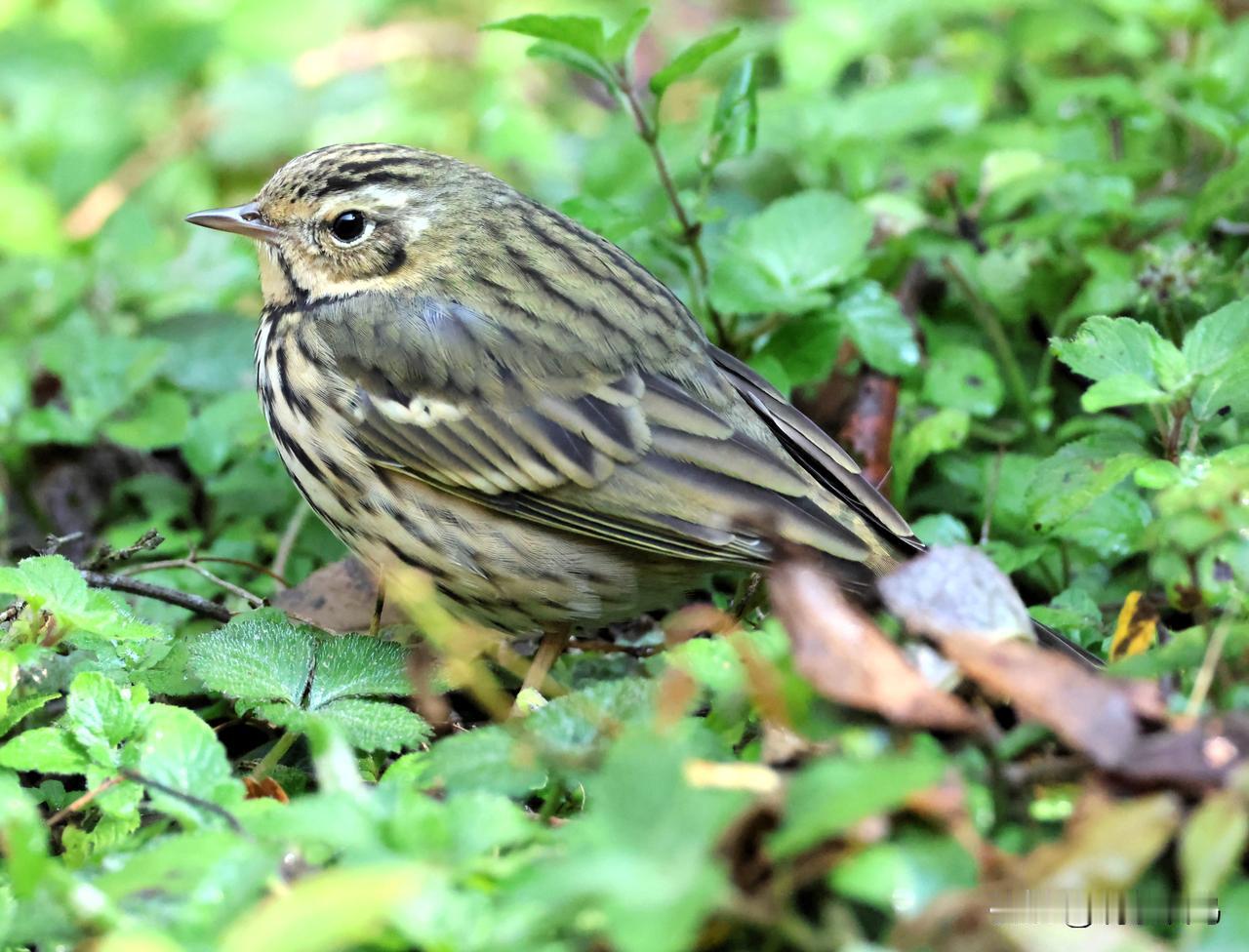 树鹨
冬至后摄于海拔约2000米山中。野生鸟类照片 野生鸟类 鸟类 冬日鸟类 野