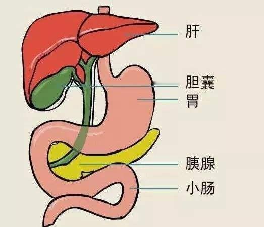 胆囊最怕你做什么事，你知道吗？
 
1、不吃早餐
 
2、不吃素只吃肉
 
3、