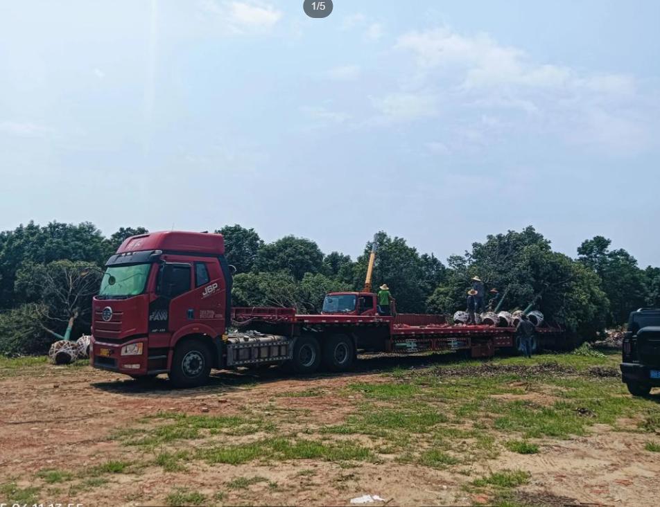 一棵香樟1200元装车，拉到项目上，转手就卖4000多，一车净赚10万！那一年，