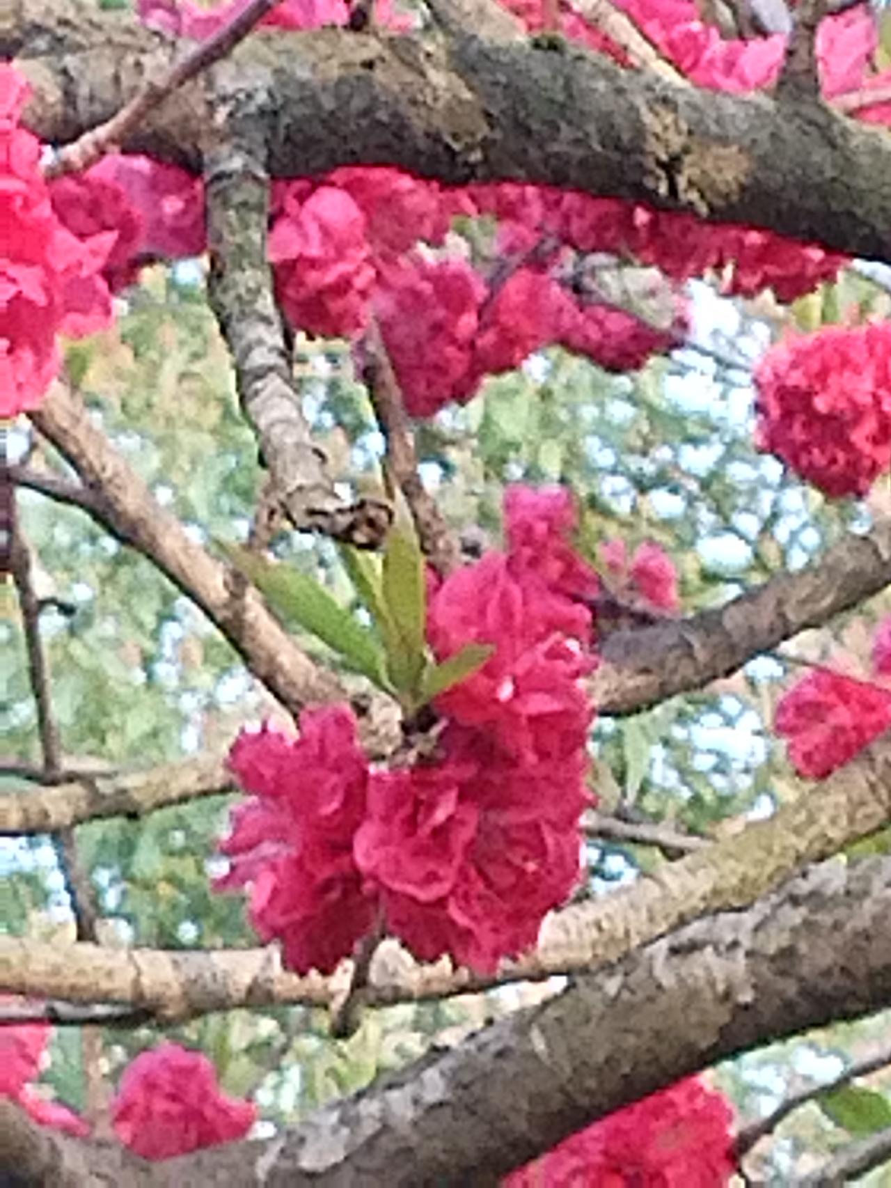 对父母心怀感恩
父母是我们生命中最重要的人，他们无私地给予我们生命、养育我们成长