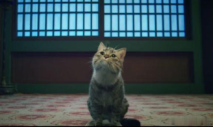 田曦薇喵生镜头 看田曦薇在《子夜归》里饰演的猫公大人，感觉她就像是从漫画里走出来