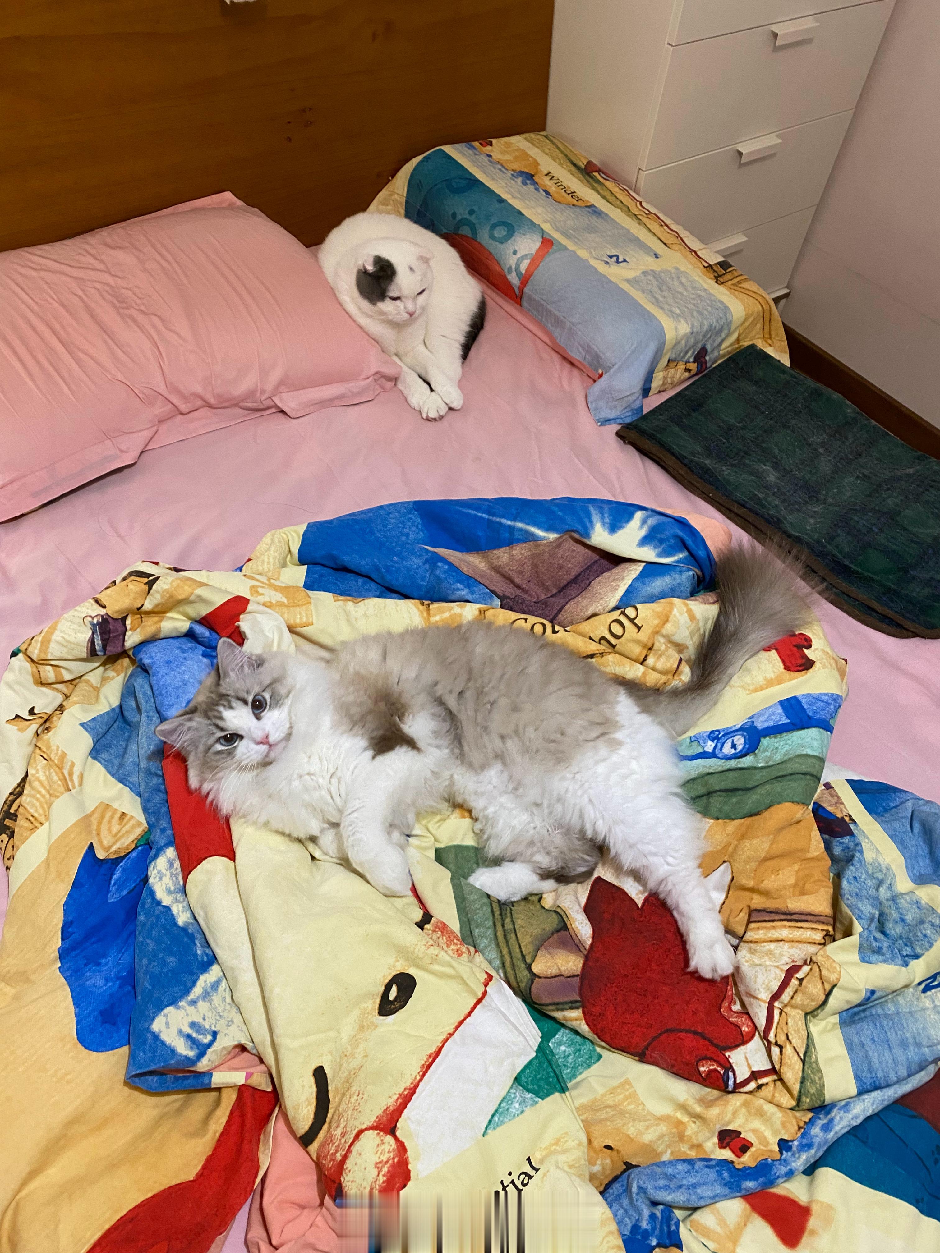 这是谁的床？？？？#美琑不打妹呀# ​​​