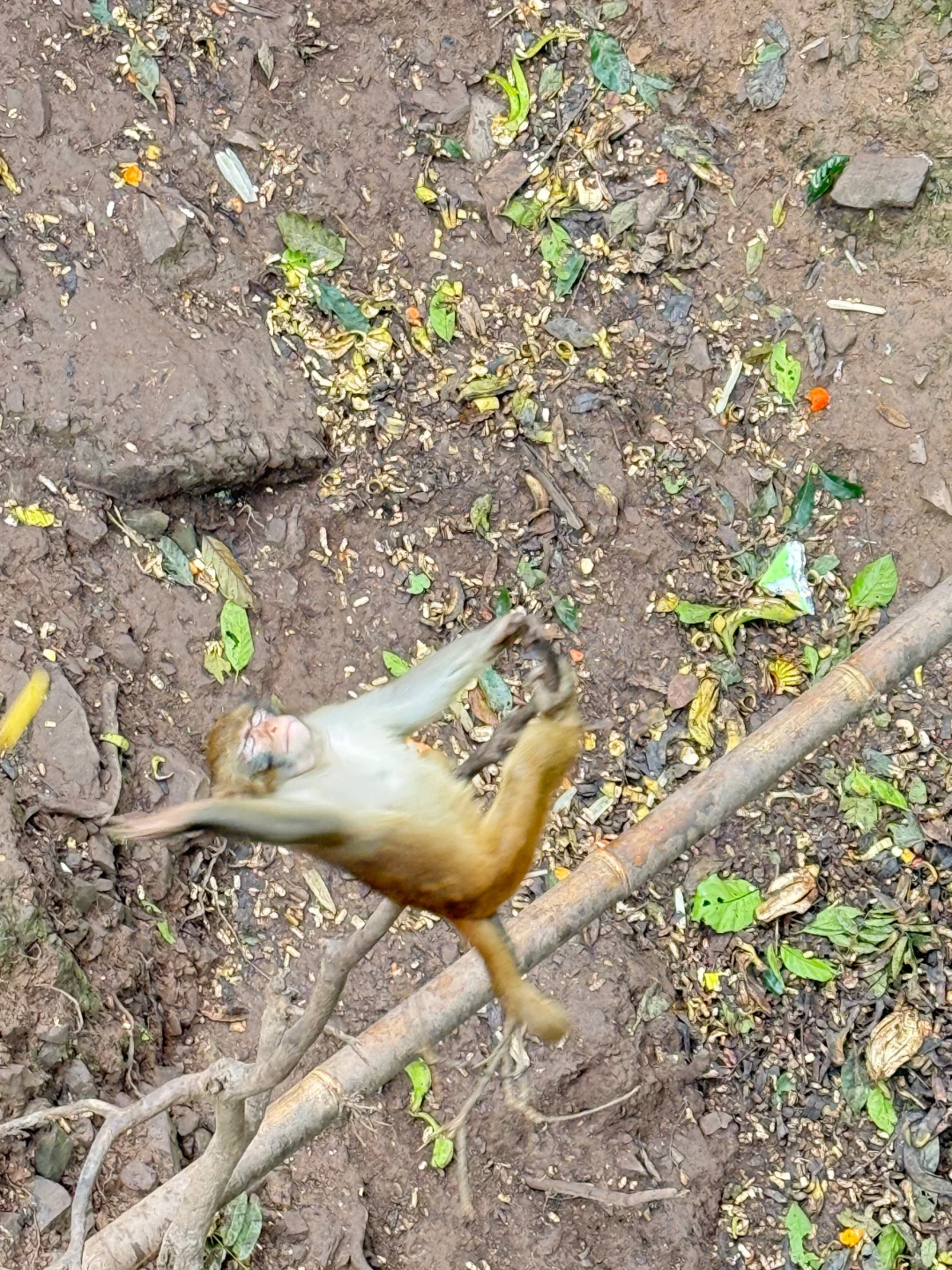 蚂喽见蚂喽 两眼泪汪汪