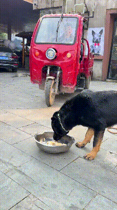 咱这黑背老大哥正搁门口造饭哦，突发状况让人始料未及 

它正低头啃食盆里的饭食，