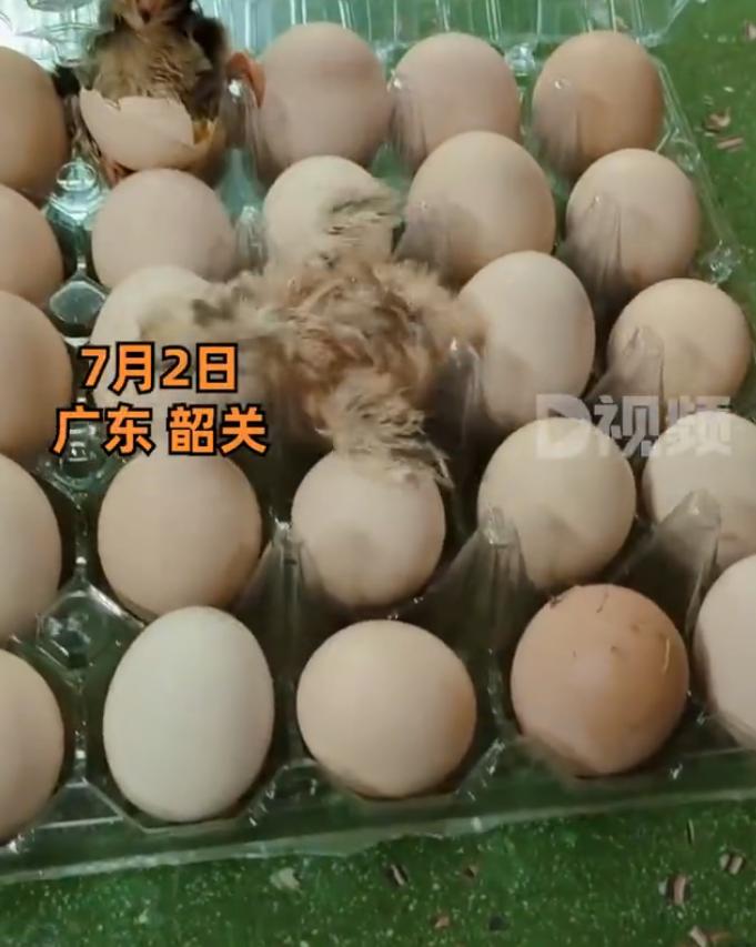 【：很神奇，把小鸡崽送人了】7月2日，广东韶关。一名男子发视频称，家里的鸡蛋没来