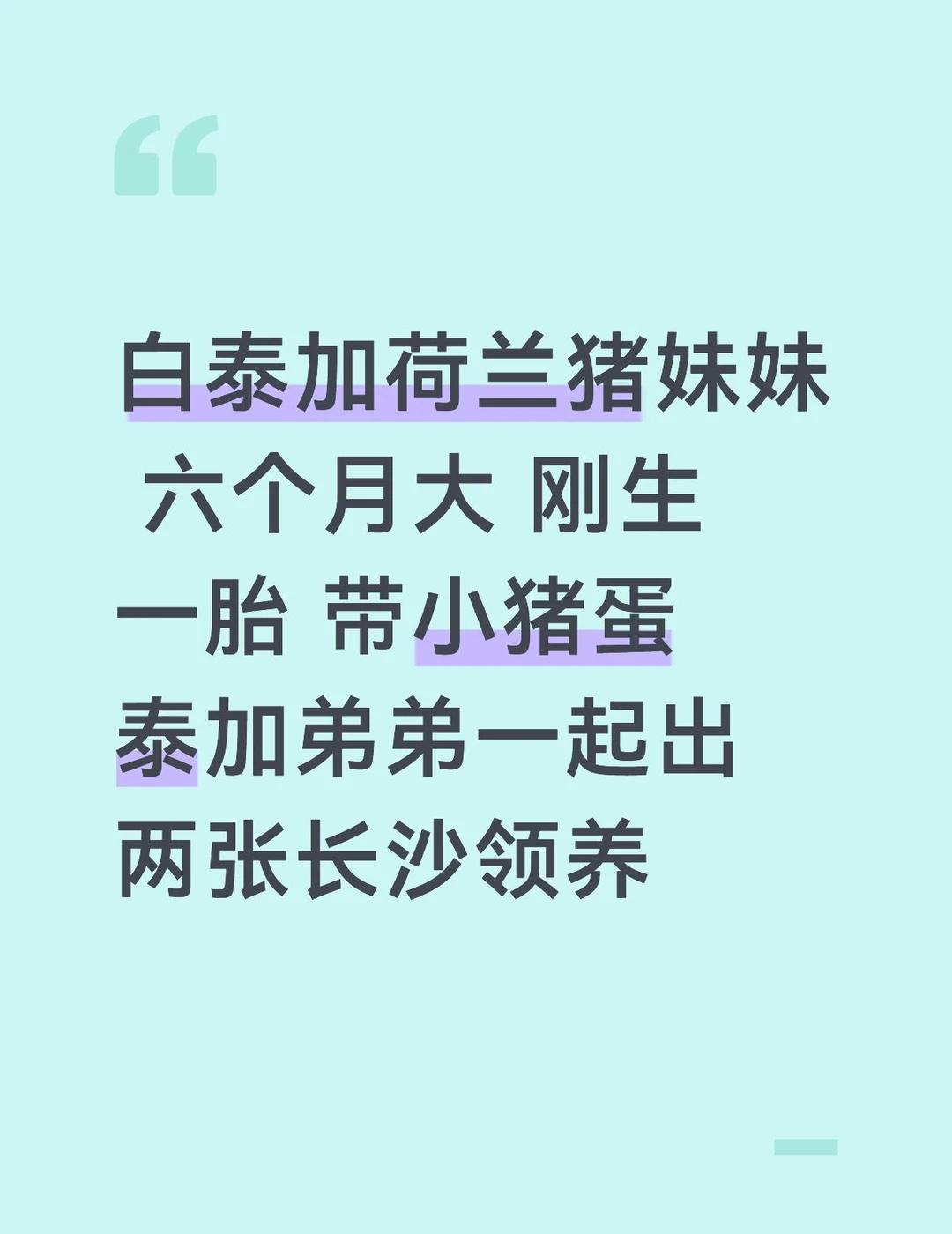 白泰加荷兰猪妹妹 六个月大 刚生一胎 带小猪蛋泰加弟弟一起出 两张长沙领养 荷兰