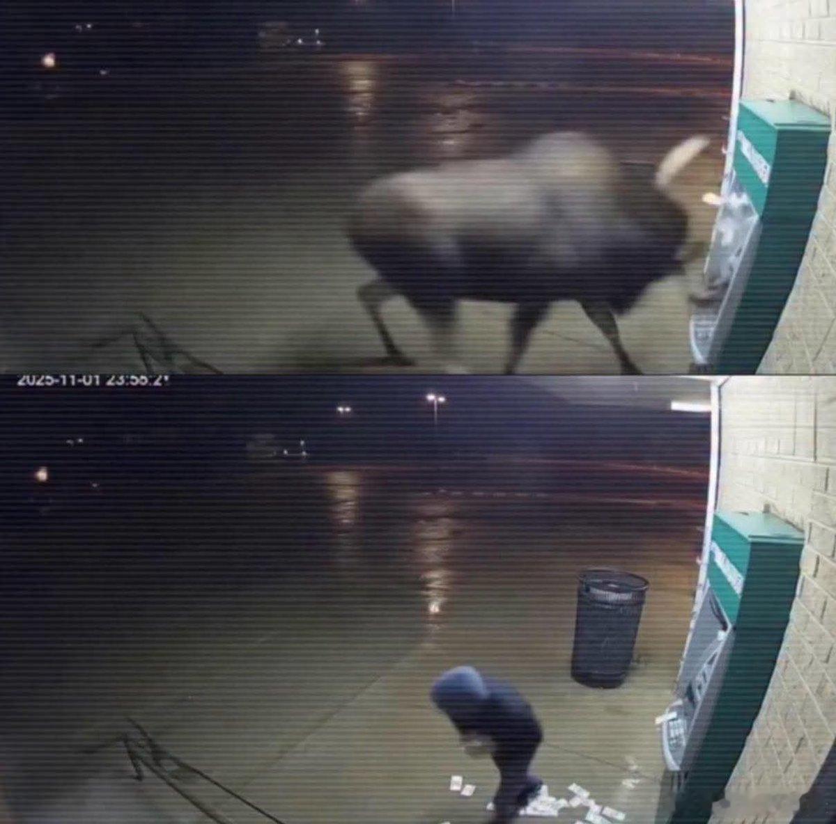 蒙大拿州一名男子从酒吧步行回家，因一头“情绪失控”的驼鹿瞬间暴富20万美元。监控