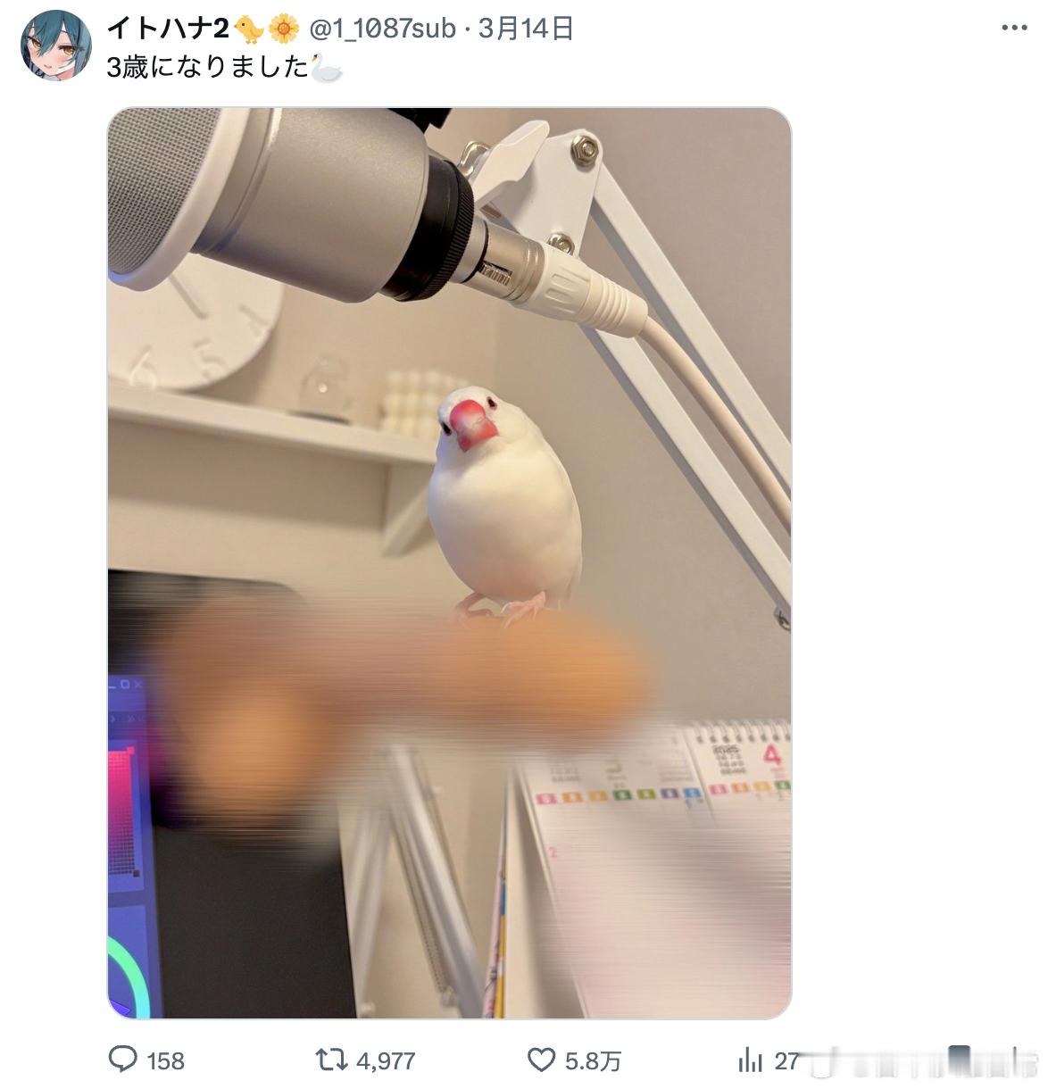 3岁了！🐦海外编译精选 ​​​