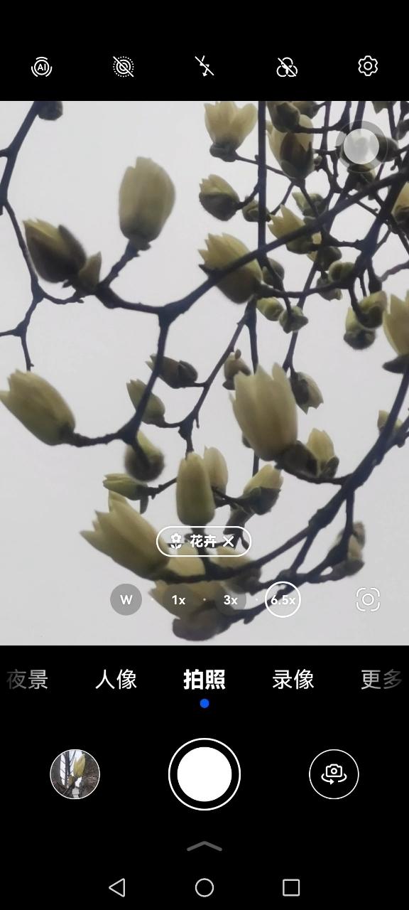 白玉兰花开了！