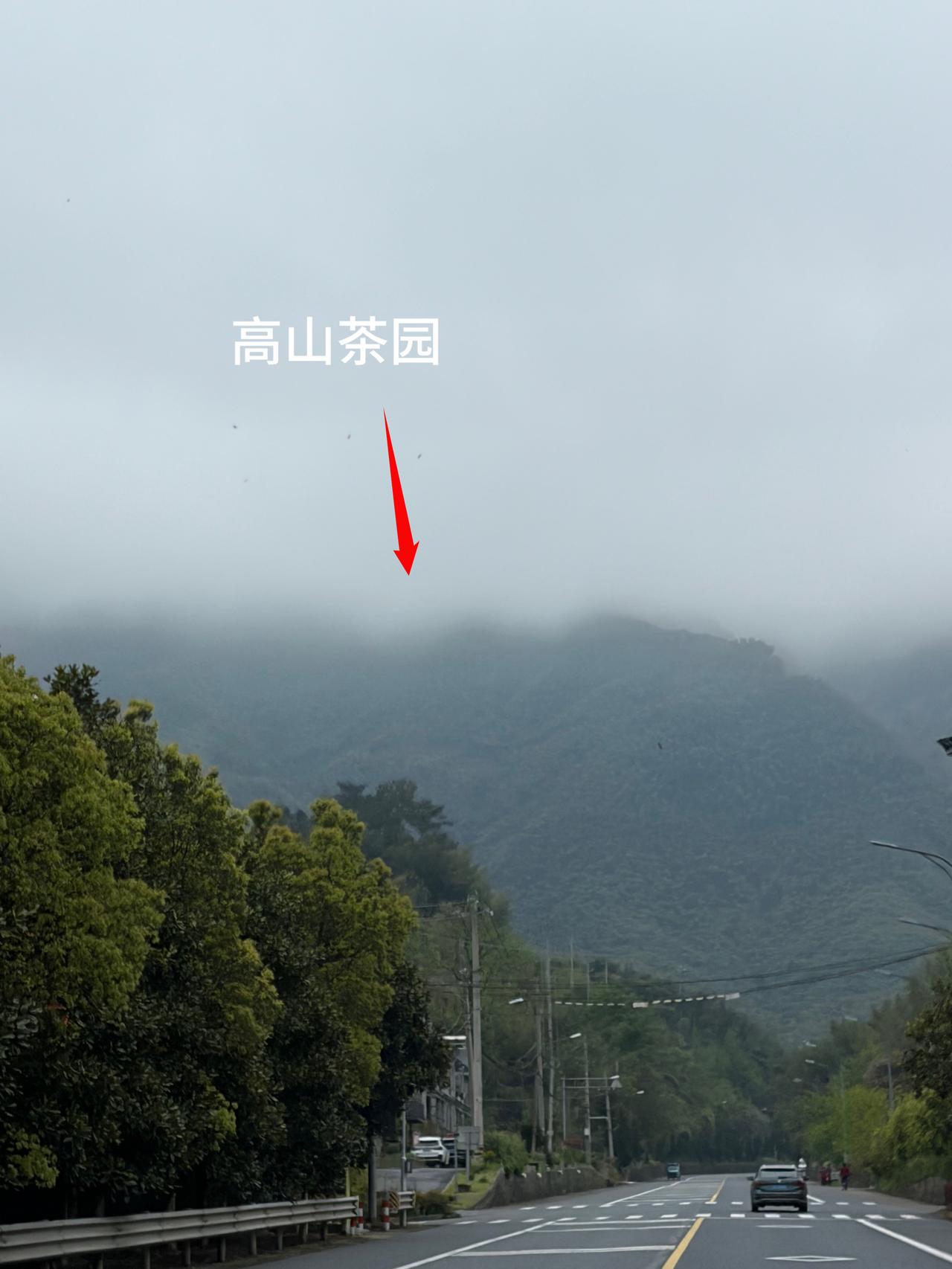 下午开车，从村里小路上了800米的高山，
在章里古道顶端，这里有片安吉白茶园，
