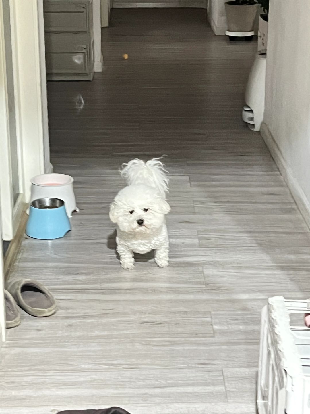 我的狗是不是对我有什么意见啊
