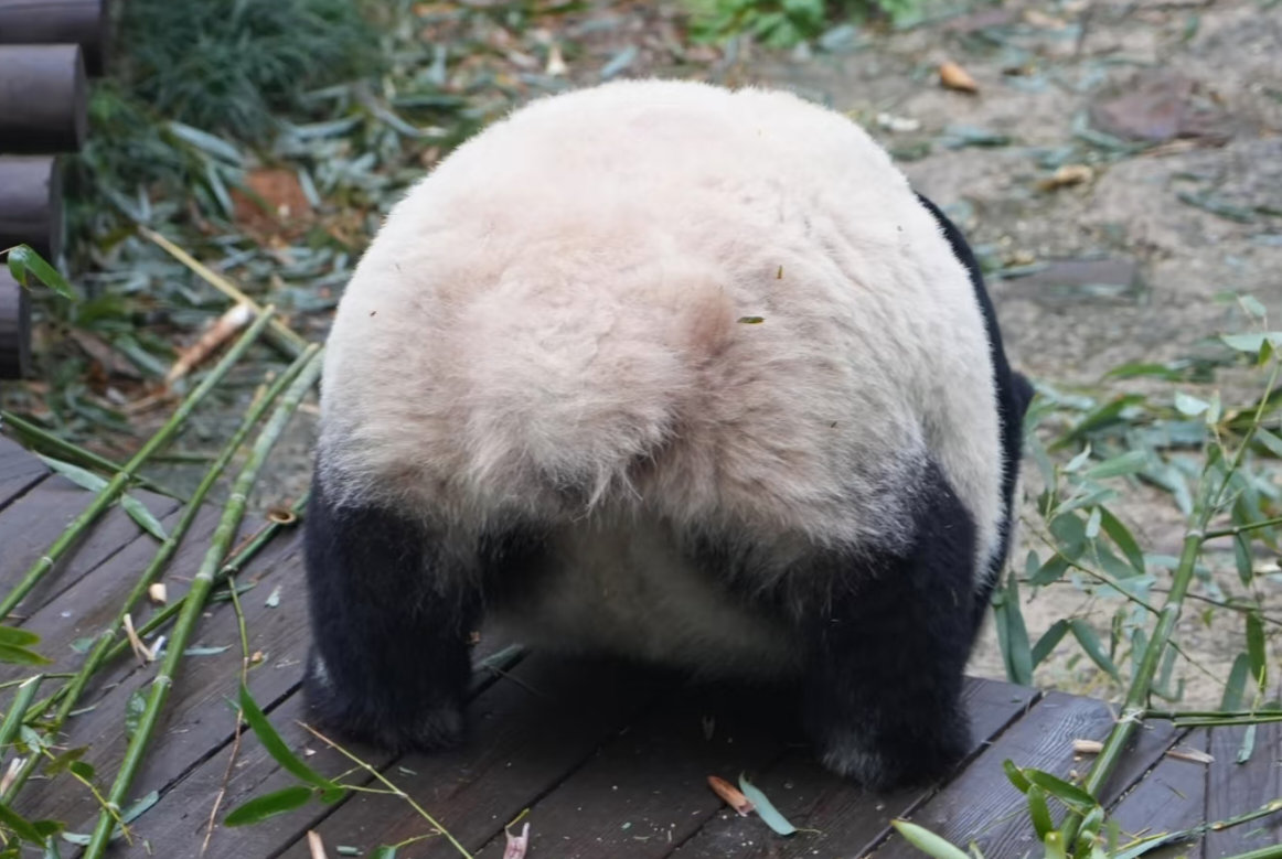 大熊猫星安: 谁让你们这么拍照的！🐼 