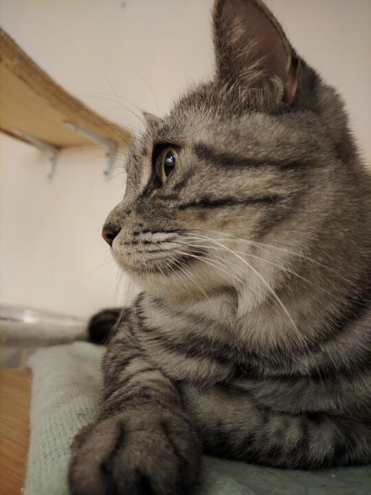 我家猫不好看吗？真的不好看吗？