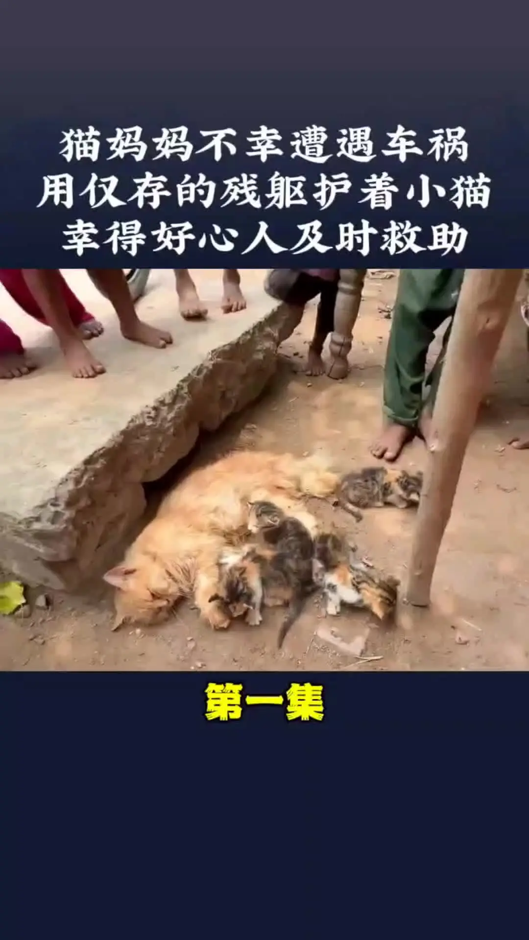 我的观影报告 动物世界