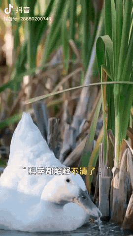 河南，一男子过年后返程，他带着一对大白鹅开车开了800多公里，到家后，男子把两只