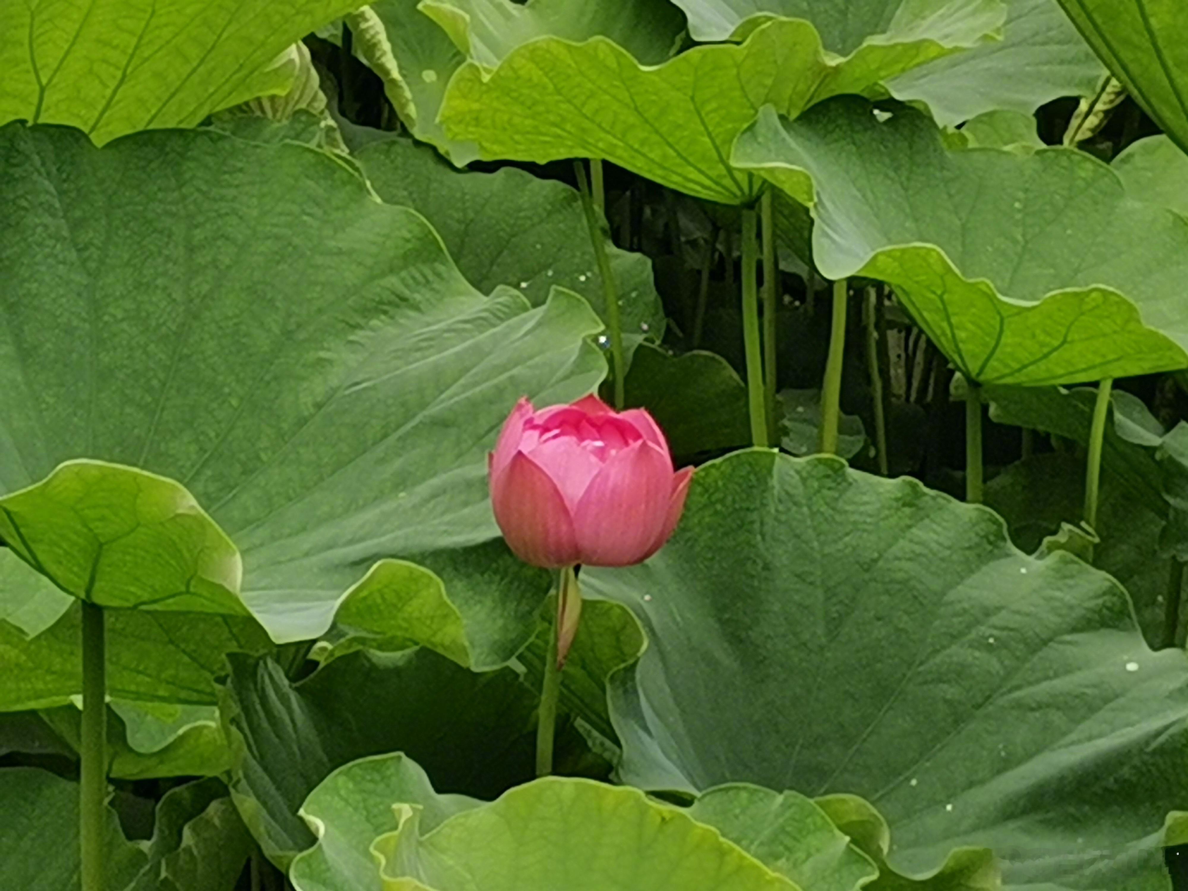 【通常来说，一个人，一天可以拉很多次大便的肚子痛，一般不会有很严重的问题！】说的