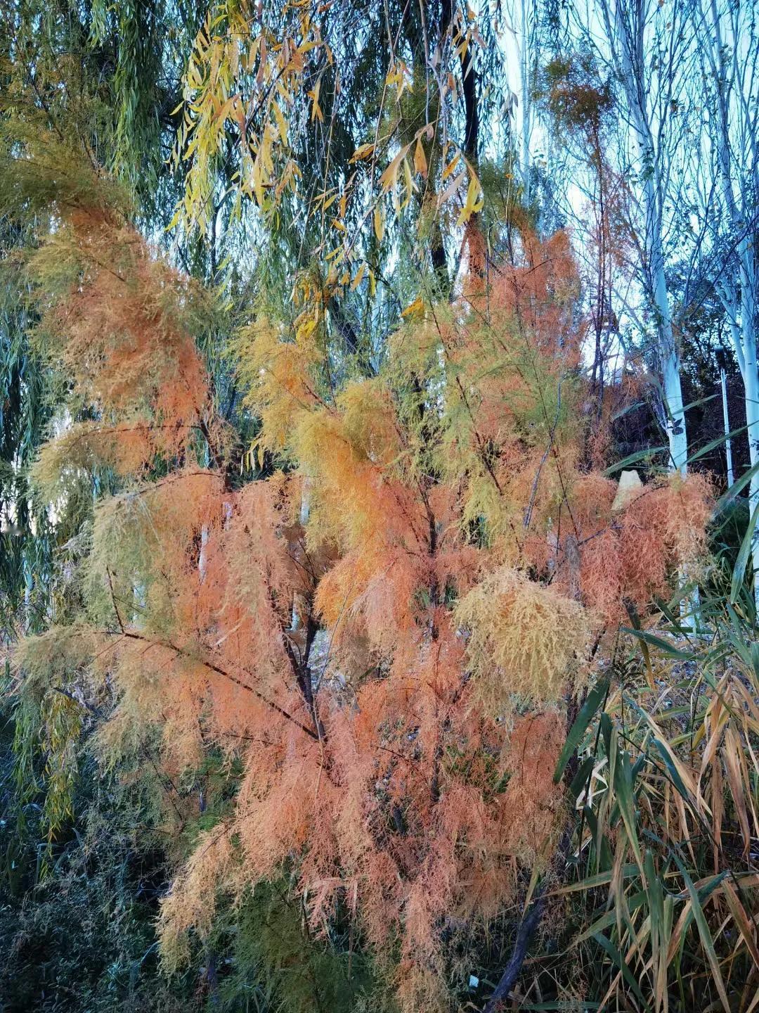 秋日胜春朝，晚秋更显美，
枫叶如火焰，映照山川辉。
清风送爽意，白云悠然飞，
田