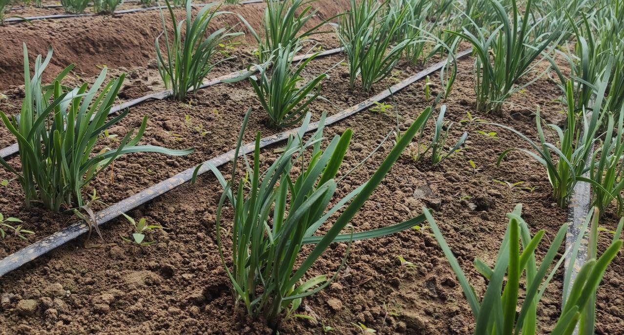 长长久久～韭韭韭～