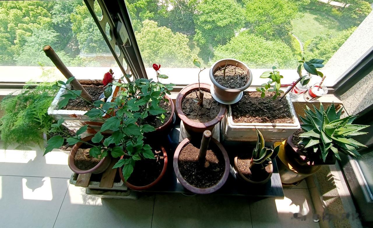 家住楼房，阳台的空间就那么点大，对于喜欢花草绿植的我来说，实是无奈，只能螺蛳壳里