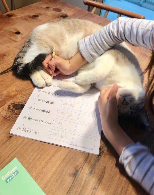 老师，原谅我，作业真的没法完成...