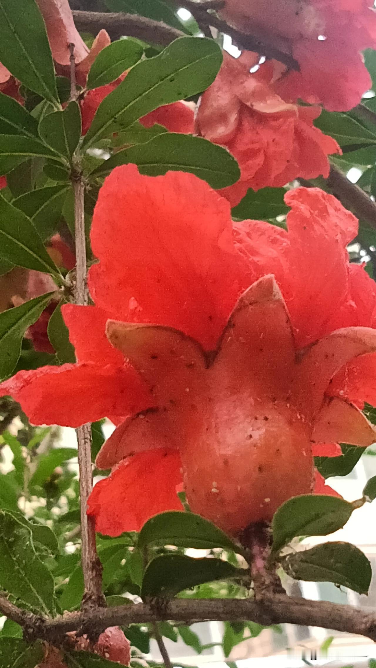 献给母亲的歌

凝血塑魂灵，
化髓铸骨架。
负载十月一朝娩，
乳汁绘诗画。

枝