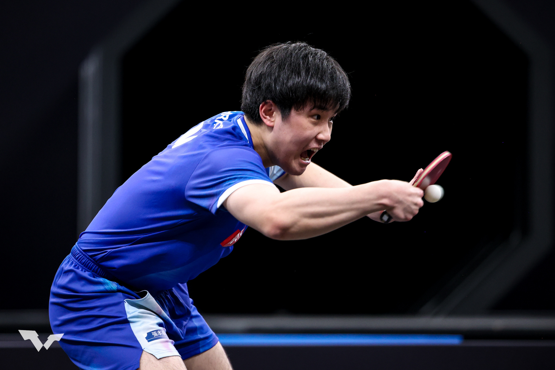 张本智和张本智和wtt多哈冠球星挑战赛2026 男单R16图集📷cr. wtt