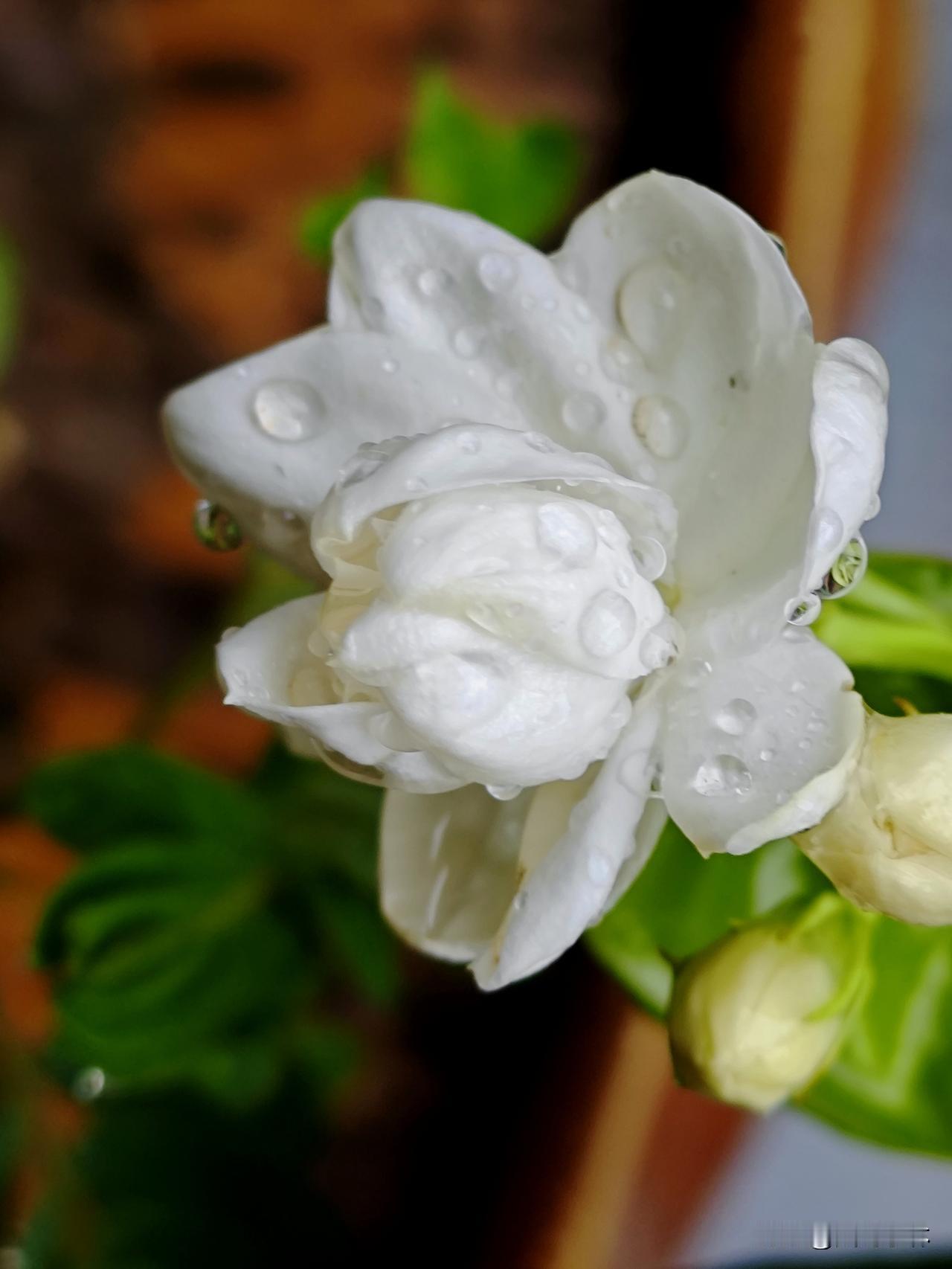 雨后茉莉花

绿叶层层翠，繁星点点白。
垂垂悬玉露，不敢碰香腮。
风过痕无迹，清