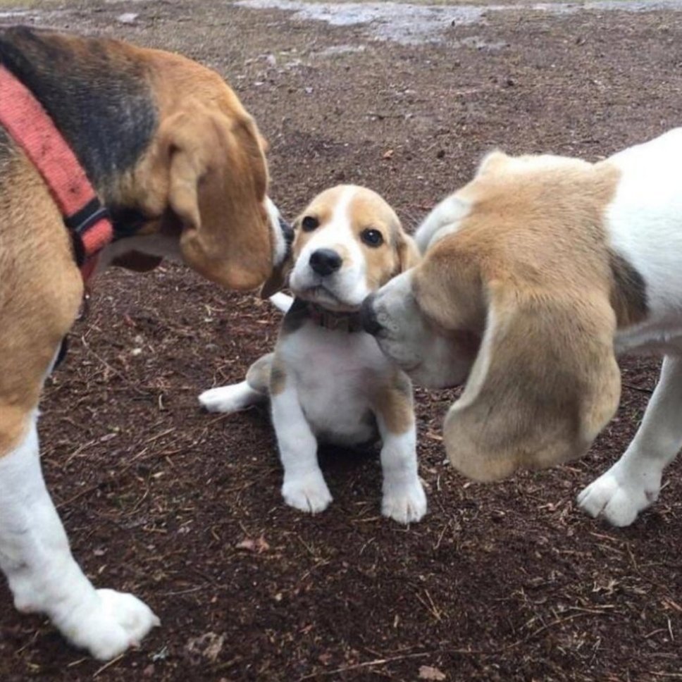 被父母亲吻的幸福小比🐶 ​​​