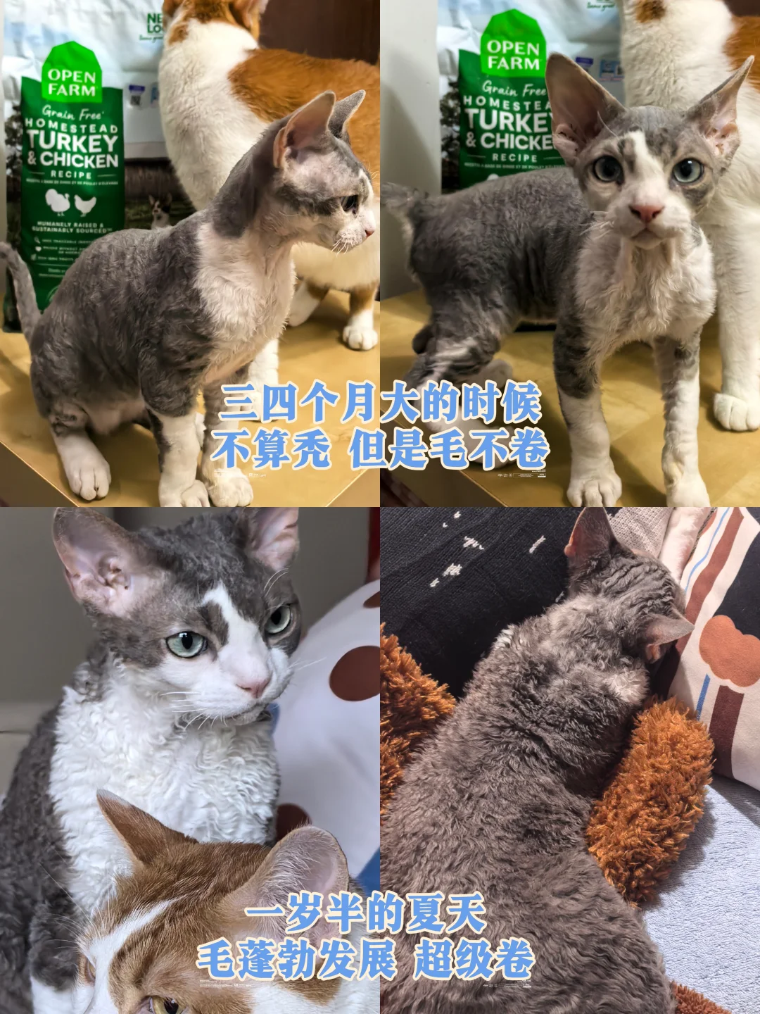 德文爆猫需要一点时间