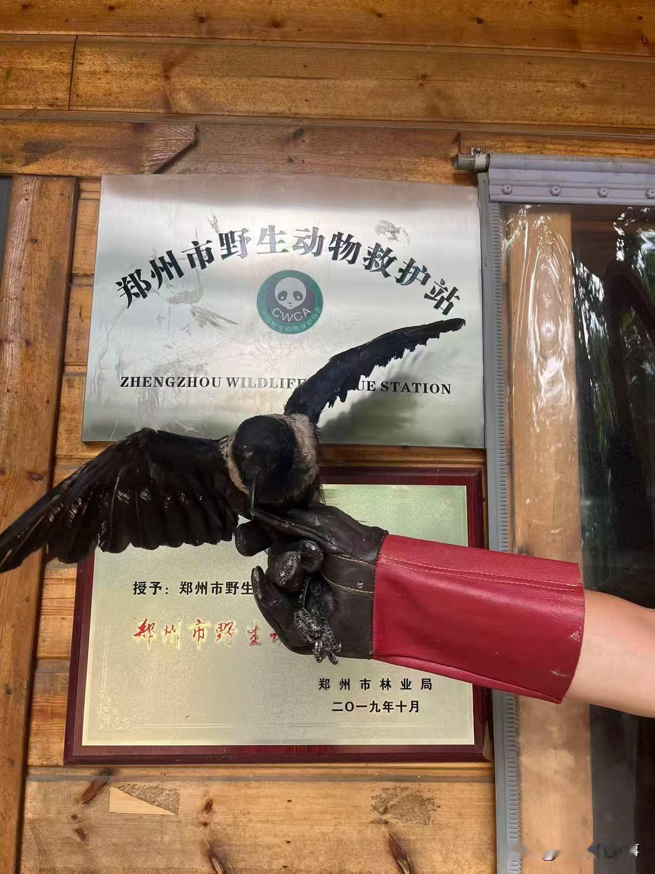 2026年7月14日，郑州市野生动物救护站工作人员，前往郑州市管城区陇海东路附近