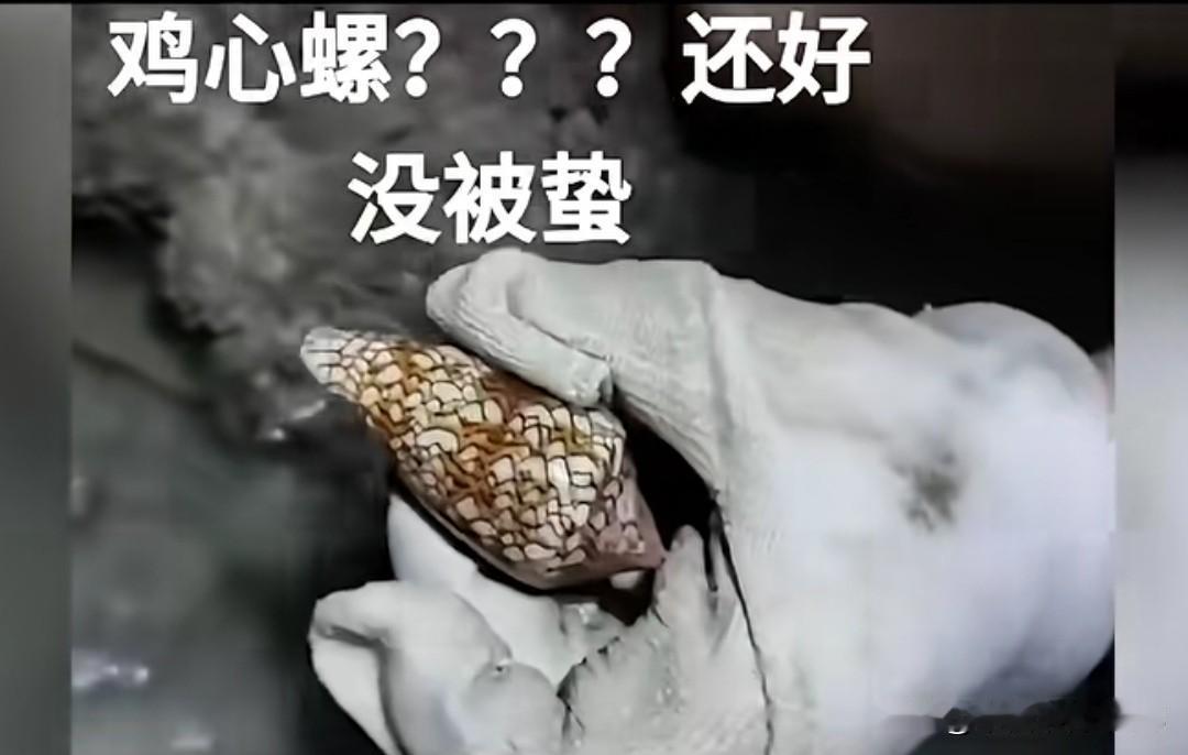 赶海捡到漂亮花纹海螺，发视频炫耀，网友一句话让他汗毛倒竖，看着好看实则剧毒。
 