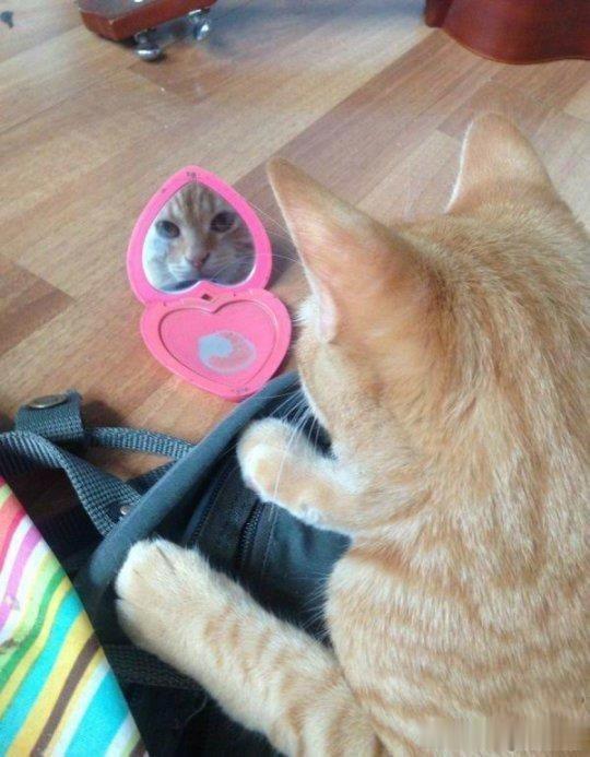 橘猫：感觉自己又变帅了！[并不简单]