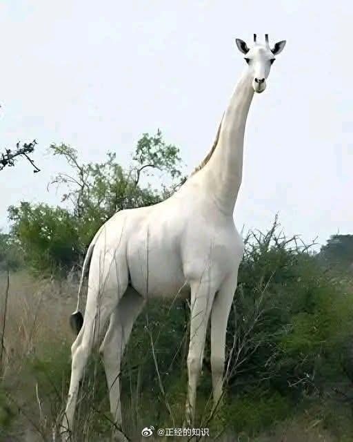 世界上唯一已知的白色长颈鹿生活在肯尼亚，人们为它安装了GPS追踪器，以保护它免受