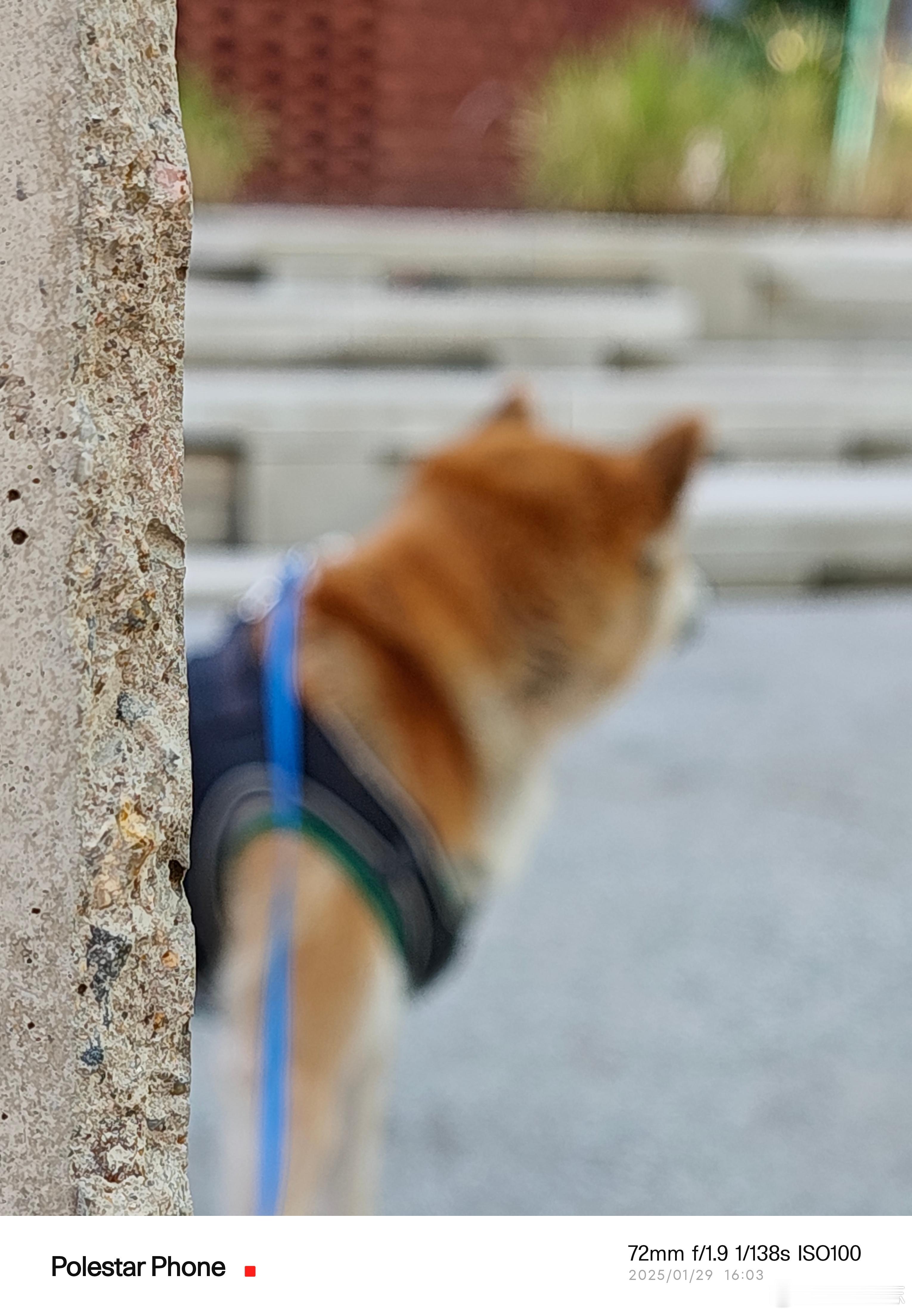 出门晒太阳了 宠物  柴犬[超话]  