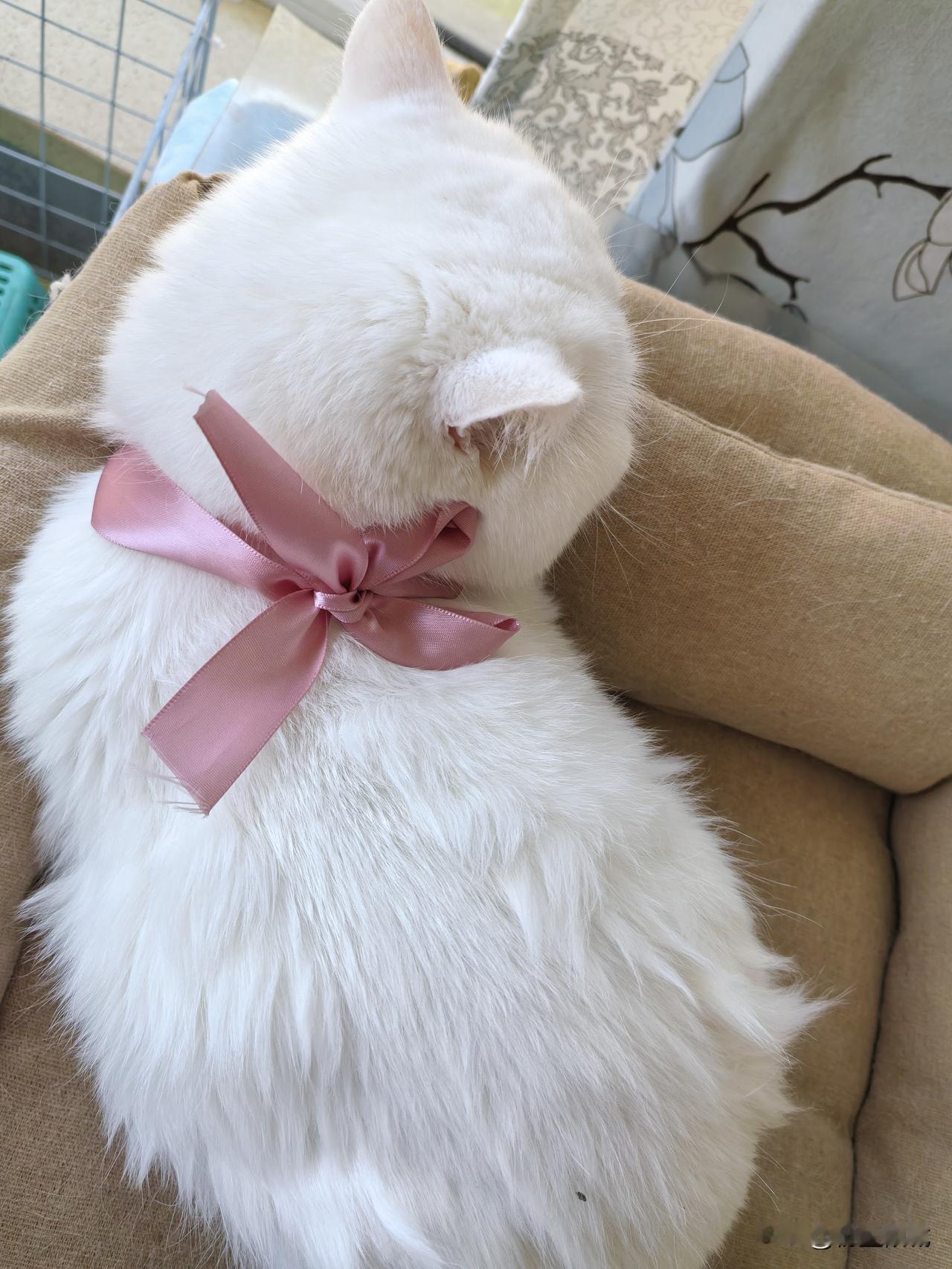 想给宝拍一个回头一笑百媚生的照片
因为给他带个新领结生气中
扭来扭去的怎么喊也不