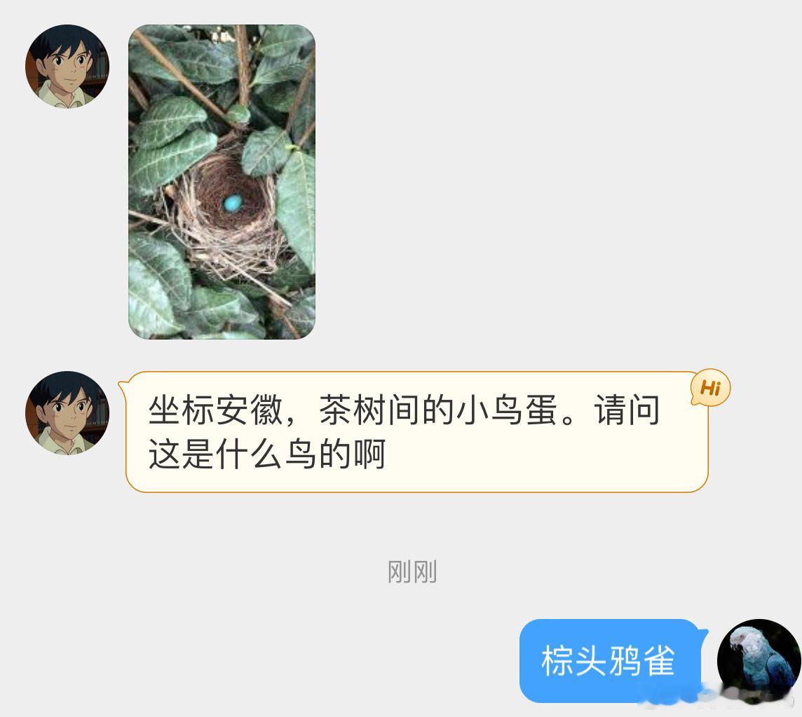 是【棕头鸦雀】的蛋🥚像绿松石一样漂亮[开学季] ​​​