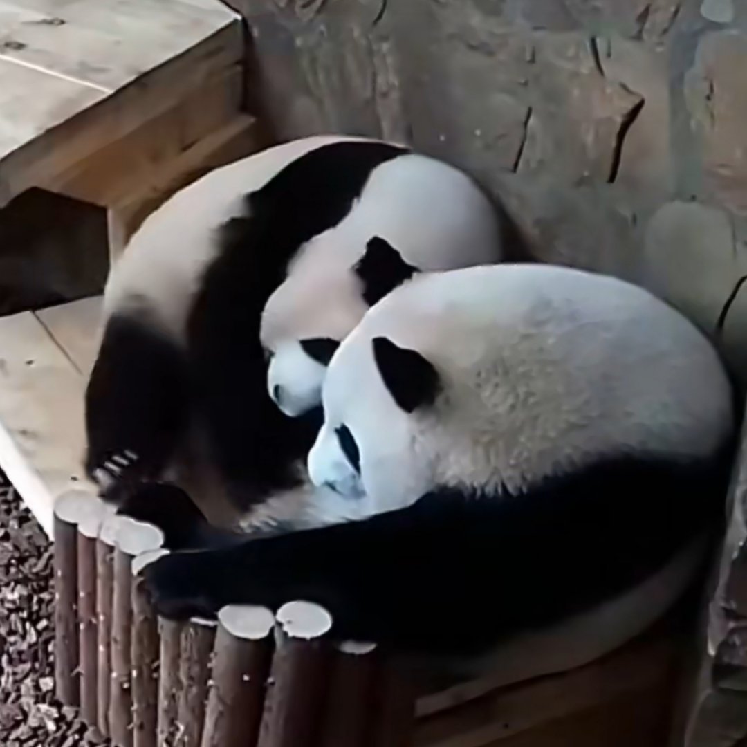 看到这种画面还是会感叹啊……从来都不后悔花了很多时间录屏记录了几年花叶在一起的时