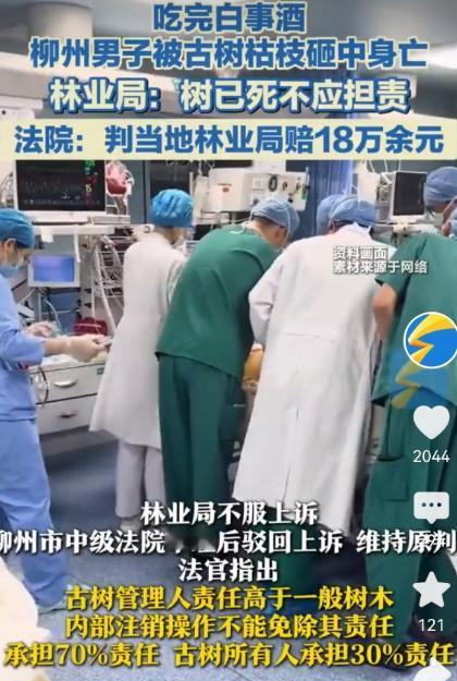 广西柳州，一男子去参加同村白事酒后返回路上，经过村里一棵树龄达160年的枫香古树