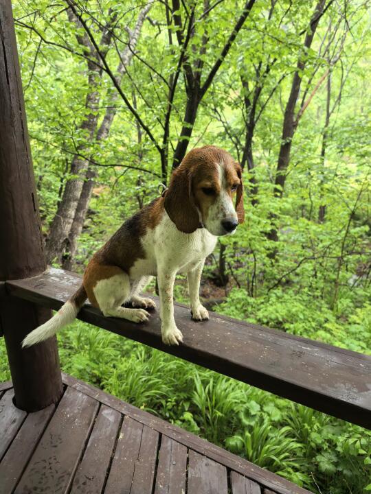 狗狗我呀淋雨了