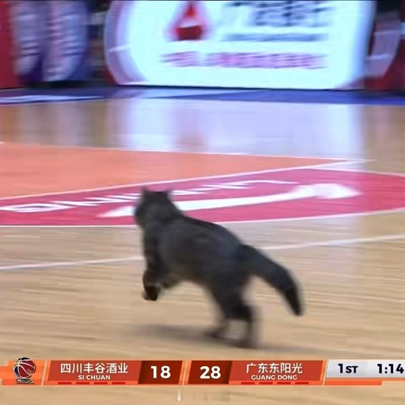 我看球少😧哥你哪个队的？？？ 胖狸花闯进CBA赛场猫猫下快攻